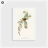 アートポストカード-Orange-Fronted Chat
 - オーストラリアの鳥 Postcard.
