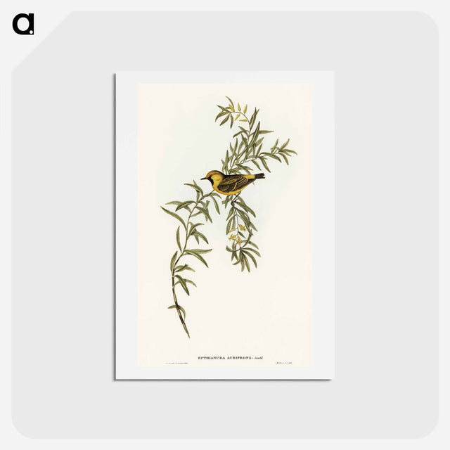 アートポストカード-Orange-Fronted Chat
 - オーストラリアの鳥 Postcard.