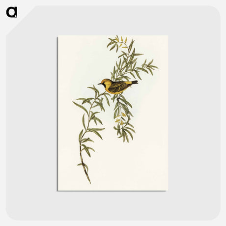 アートポストカード-Orange-Fronted Chat
 - オーストラリアの鳥 Postcard.