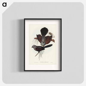 アートポスター-Grey Struthidea
 - ジョン グールド Poster.