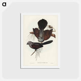 アートポストカード-Grey Struthidea
 - ジョン グールド Postcard.