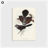 アートポストカード-Grey Struthidea
 - ジョン グールド Postcard.