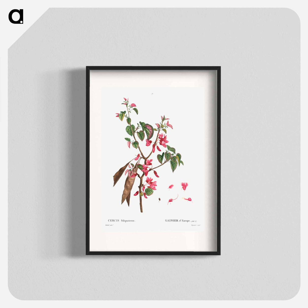 Judas tree (Cercis Siliquastrum) - Pierre Joseph Redouté Poster.
