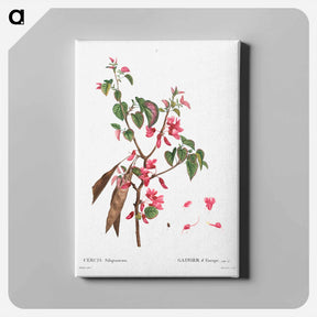 アートパネル-Judas tree (Cercis Siliquastrum) - ピエール ジョゼフ ルドゥーテ Canvas.