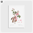 アートポストカード-Judas tree (Cercis Siliquastrum) - ピエール ジョゼフ ルドゥーテ Postcard.