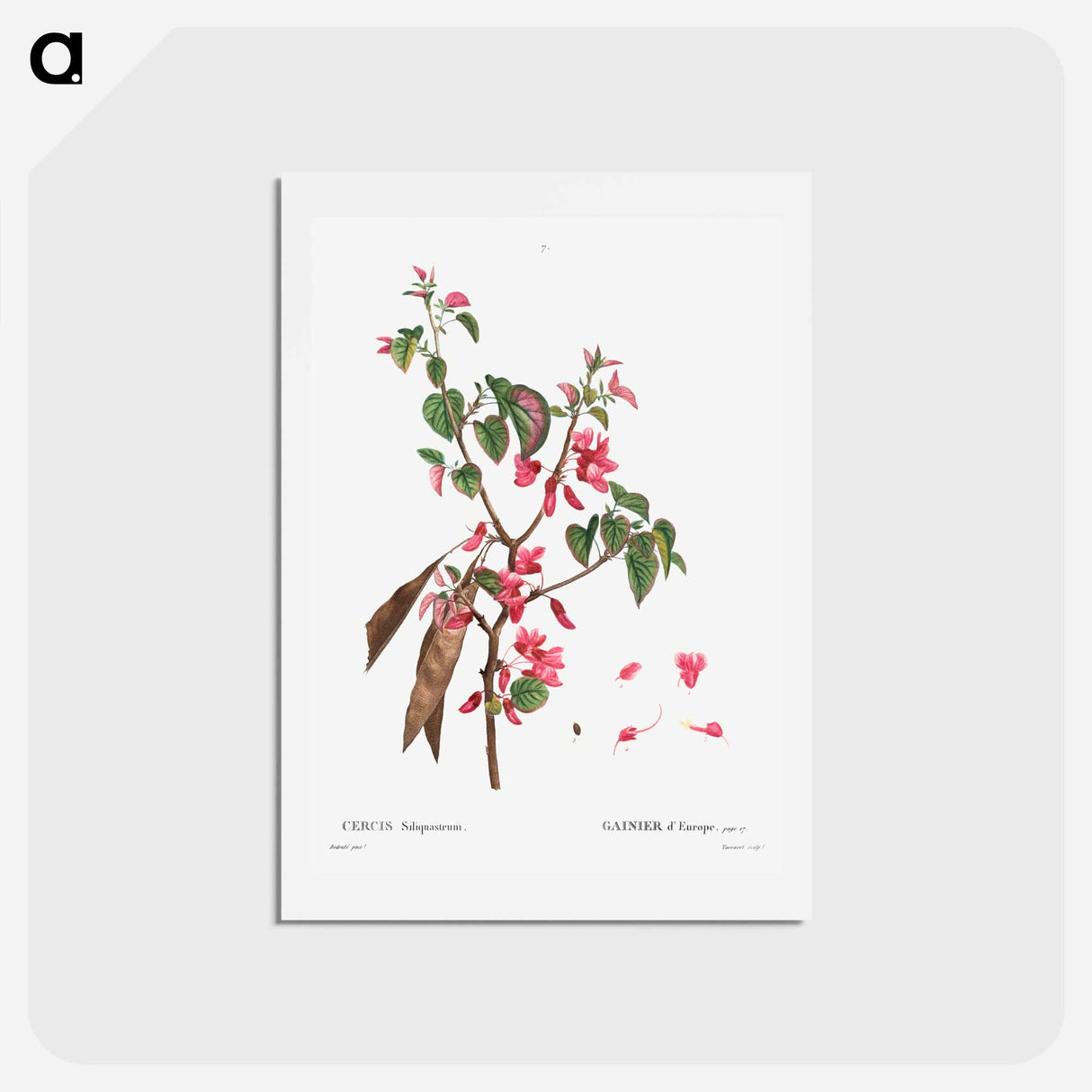 アートポストカード-Judas tree (Cercis Siliquastrum) - ピエール ジョゼフ ルドゥーテ Postcard.