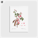 アートポストカード-Judas tree (Cercis Siliquastrum) - ピエール ジョゼフ ルドゥーテ Postcard.