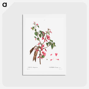 アートポストカード-Judas tree (Cercis Siliquastrum) - ピエール ジョゼフ ルドゥーテ Postcard.