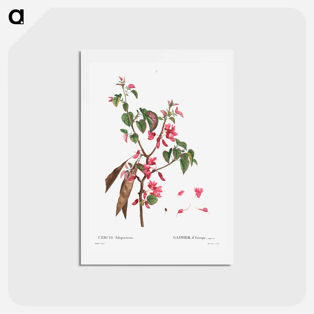 アートポストカード-Judas tree (Cercis Siliquastrum) - ピエール ジョゼフ ルドゥーテ Postcard.