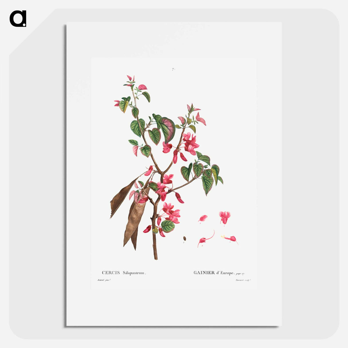 Judas tree (Cercis Siliquastrum) - Pierre Joseph Redouté Poster.