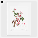 Judas tree (Cercis Siliquastrum) - Pierre Joseph Redouté Poster.