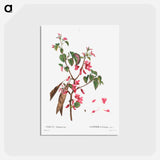 アートポストカード-Judas tree (Cercis Siliquastrum) - ピエール ジョゼフ ルドゥーテ Postcard.