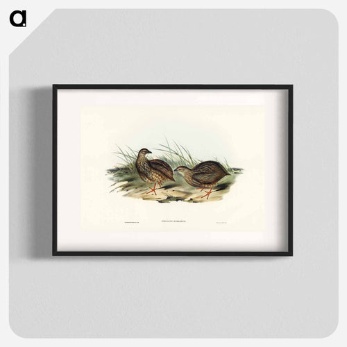 Sombre Partridge
 - オーストラリアの鳥 Poster.