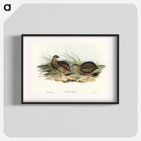 アートポスター-Sombre Partridge
 - オーストラリアの鳥 Poster.