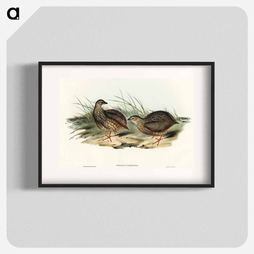 Sombre Partridge
 - オーストラリアの鳥 Poster.