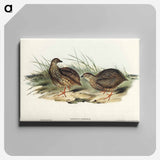 Sombre Partridge
 - オーストラリアの鳥 Canvas.