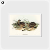 アートポストカード-Sombre Partridge
 - オーストラリアの鳥 Postcard.