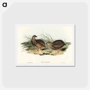 アートポストカード-Sombre Partridge
 - オーストラリアの鳥 Postcard.