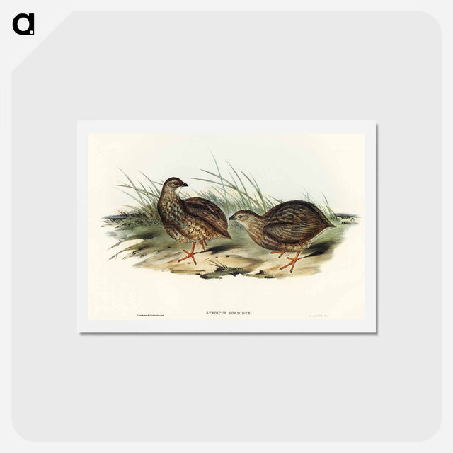 アートポストカード-Sombre Partridge
 - オーストラリアの鳥 Postcard.