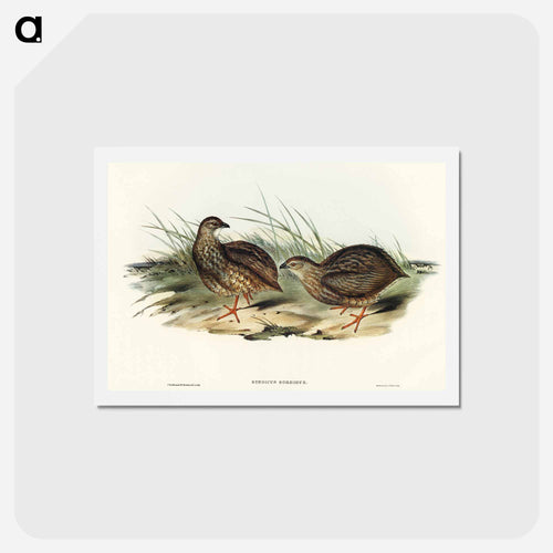 Sombre Partridge
- オーストラリアの鳥 Postcard.