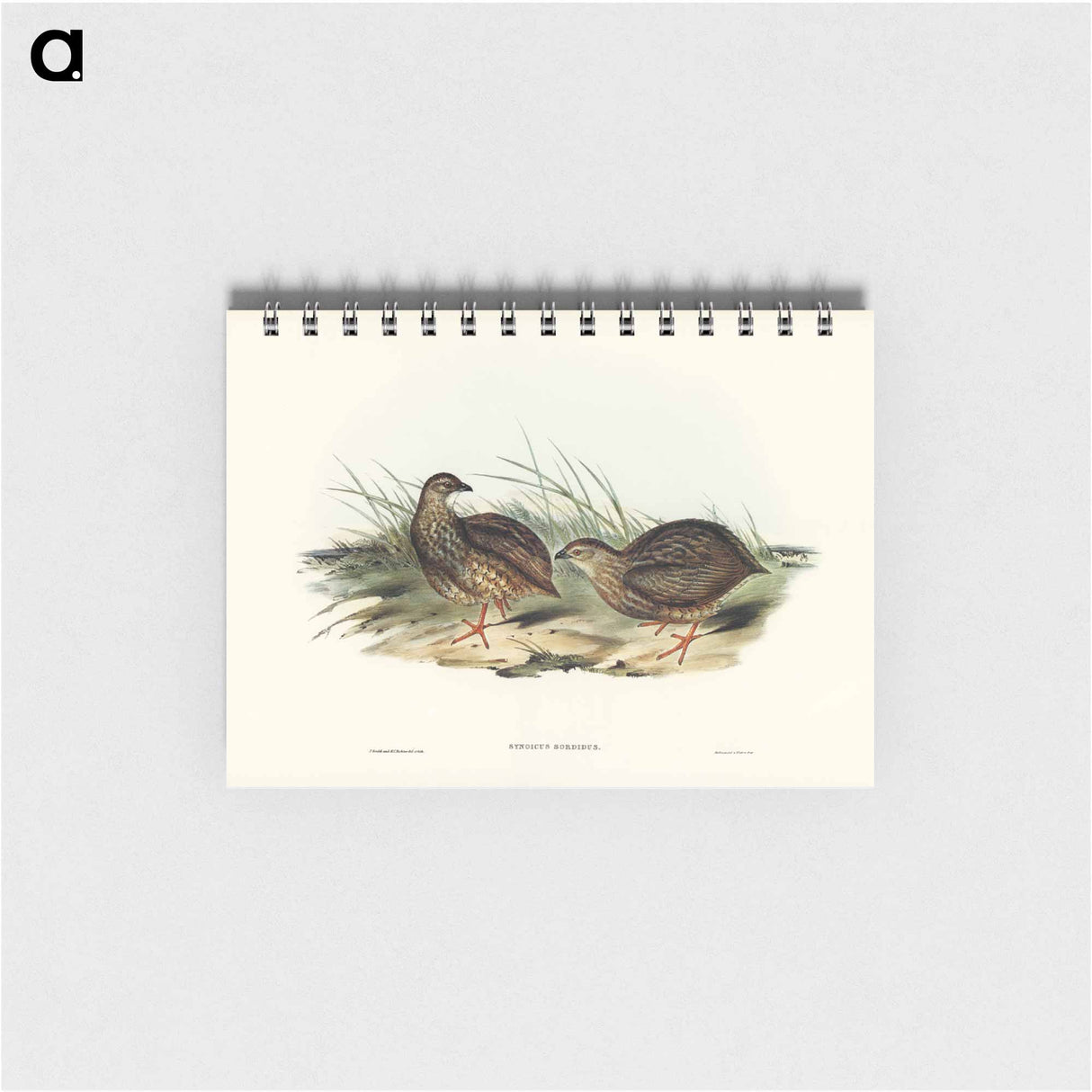 アートメモ帳-Sombre Partridge
 - オーストラリアの鳥 Memo.