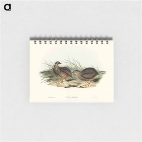 アートメモ帳-Sombre Partridge
 - オーストラリアの鳥 Memo.
