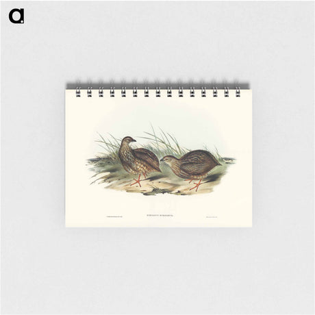 アートメモ帳-Sombre Partridge
 - オーストラリアの鳥 Memo.