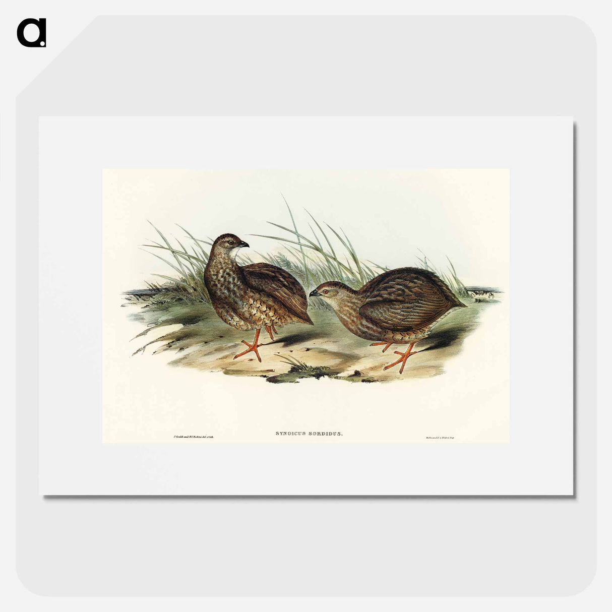 Sombre Partridge
 - オーストラリアの鳥 Poster.