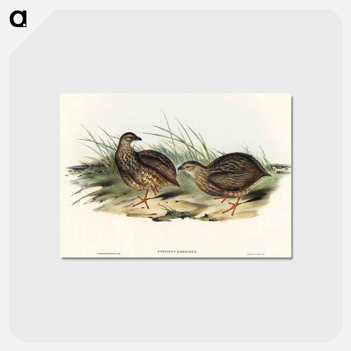 アートポストカード-Sombre Partridge
 - オーストラリアの鳥 Postcard.