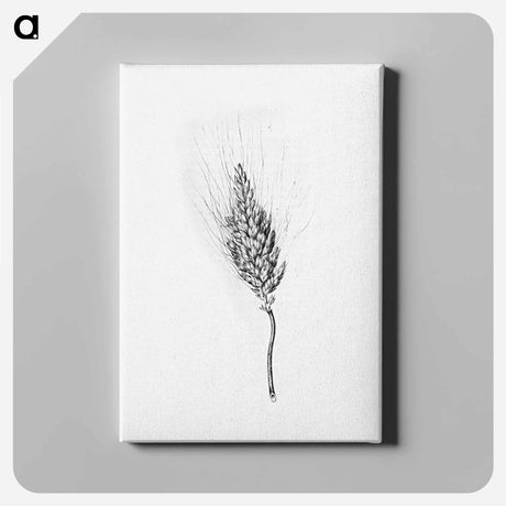 アートパネル-Heshbon Wheat
 - 大英図書館 Canvas.