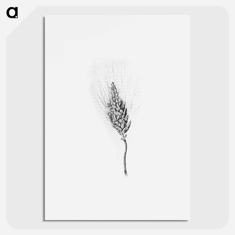アートポスター-Heshbon Wheat
 - 大英図書館 Poster.