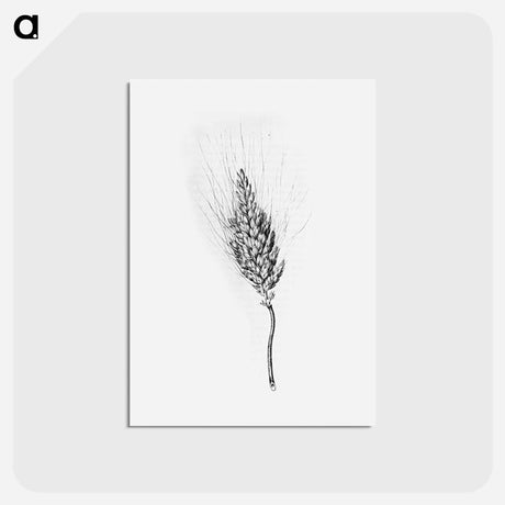 アートポストカード-Heshbon Wheat
 - 大英図書館 Postcard.