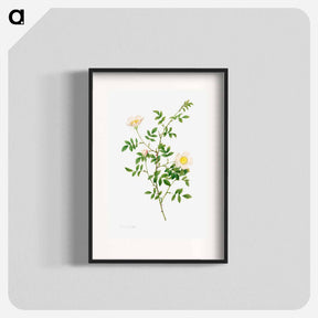 アートポスター-Brier Bush Rose or Dog Rose
 - クリーブランド美術館 Poster.