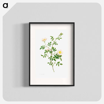 Brier Bush Rose or Dog Rose
 - クリーブランド美術館 Poster.