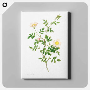 アートパネル-Brier Bush Rose or Dog Rose
 - クリーブランド美術館 Canvas.