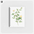 アートメモ帳-Brier Bush Rose or Dog Rose
 - クリーブランド美術館 Memo.