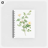 アートメモ帳-Brier Bush Rose or Dog Rose
 - クリーブランド美術館 Memo.