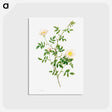 アートポストカード-Brier Bush Rose or Dog Rose
 - クリーブランド美術館 Postcard.