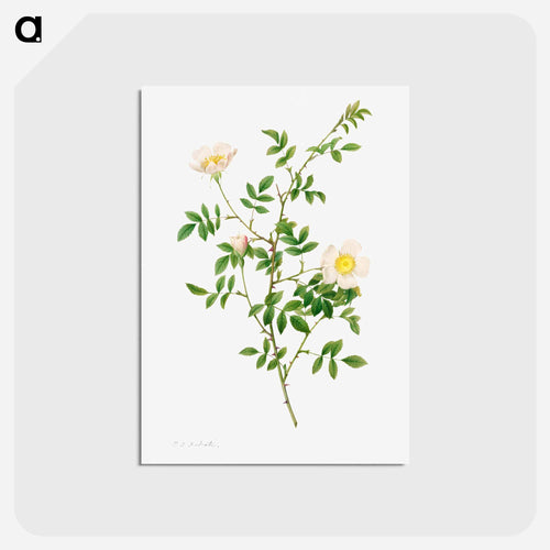 Brier Bush Rose or Dog Rose
 - クリーブランド美術館 Postcard.