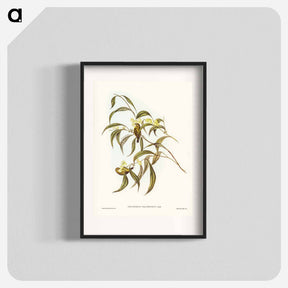 アートポスター-Yellow Weebill
 - ジョン グールド Poster.