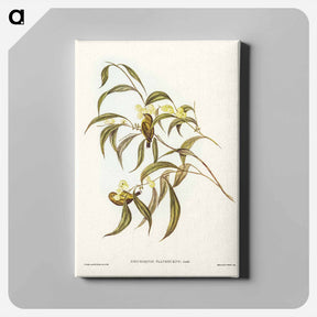 アートパネル-Yellow Weebill
 - ジョン グールド Canvas.
