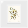 アートポストカード-Yellow Weebill
 - ジョン グールド Postcard.
