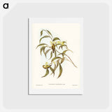 アートポストカード-Yellow Weebill
 - ジョン グールド Postcard.