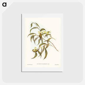 アートポストカード-Yellow Weebill
 - ジョン グールド Postcard.
