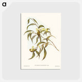 アートポストカード-Yellow Weebill
 - ジョン グールド Postcard.