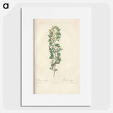 Rose illustration - Pierre Joseph Redouté Poster.