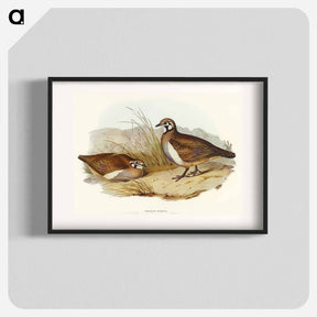 アートポスター-Partridge Bronze-wing
 - オーストラリアの鳥 Poster.