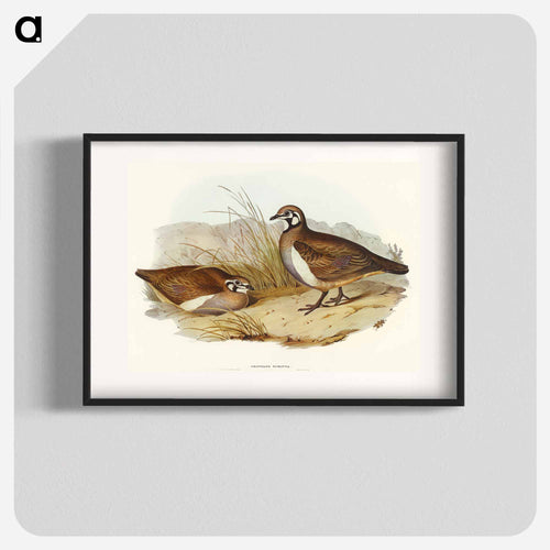 Partridge Bronze-wing
 - オーストラリアの鳥 Poster.