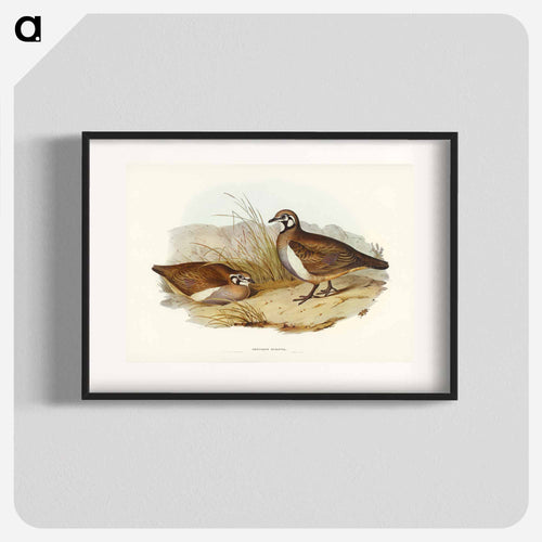 Partridge Bronze-wing
 - オーストラリアの鳥 Poster.