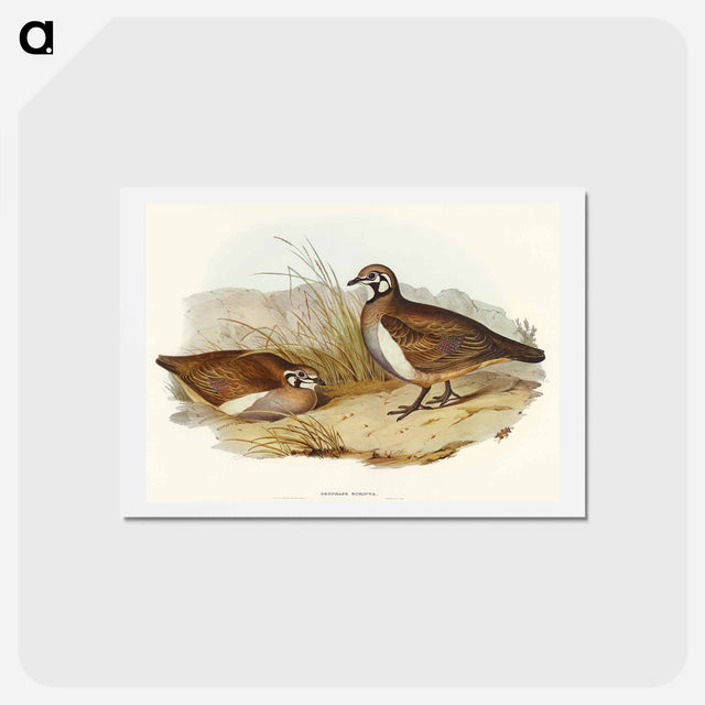 アートポストカード-Partridge Bronze-wing
 - オーストラリアの鳥 Postcard.